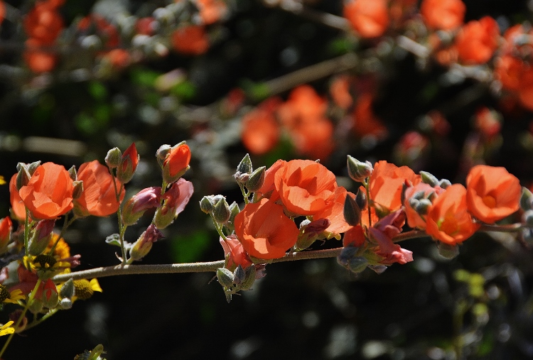globe mallow closeup